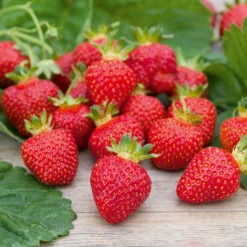 Erdbeere ‘Rubis des Jardins’ - Süße Ernte den ganzen Sommer
