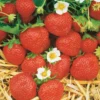 Erdbeer-Kollektion 6 Monate (x60) - Erdbeeren mit einzigartigem Geschmack
