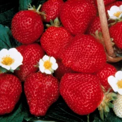 Erdbeer-Kollektion 6 Monate (x60) - Erdbeeren mit einzigartigem Geschmack