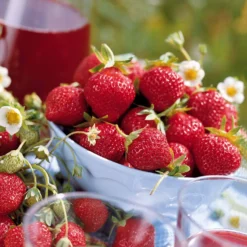 Erdbeer-Kollektion 6 Monate (x60) - Köstliche und duftende Erdbeeren