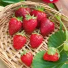 Erdbeer-Pflanze 'Cirafine' - Ganzen Sommer Erdbeeren