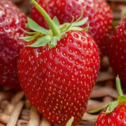 Erdbeer-Pflanze 'Cirafine' - Ganzen Sommer Erdbeeren