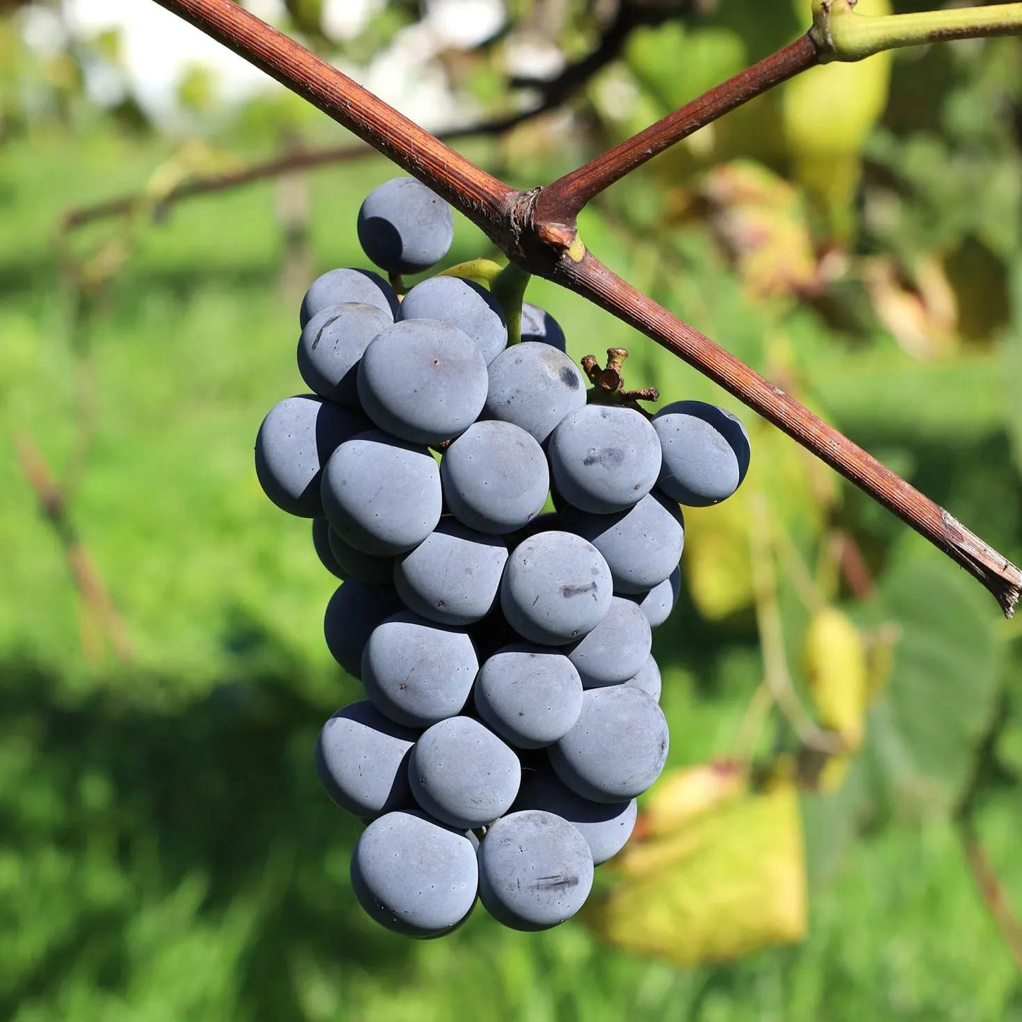 Erdbeertraube Isabella - Trauben mit Erdbeeraroma