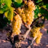 Erdbeertraube Noha - Trauben mit Erdbeeraroma