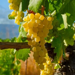 Erdbeertraube Noha - Trauben mit Erdbeeraroma