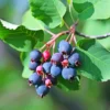 Erlenblättrige Felsenbirne ‘Northline’ - Blüten, Beeren, Herbstfarben