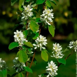 Erlenblättrige Felsenbirne Smokey - Blüten, Beeren, Farbe