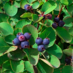 Erlenblättrige Felsenbirne Smokey - Blüten, Beeren, Farbe
