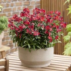 Erysimum Colour Vibe Red ® - Rotes Blütenmeer im Frühling