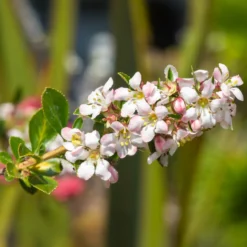 Escallonia Apple Blossom - Blüten wie Apfelblüten