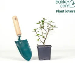 Escallonia Donard Seedling - Blühende Hecke ohne Aufwand