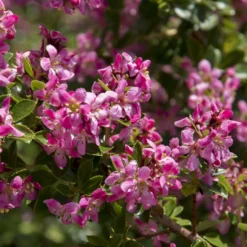 Escallonia Donard Seedling - Blühende Hecke ohne Aufwand