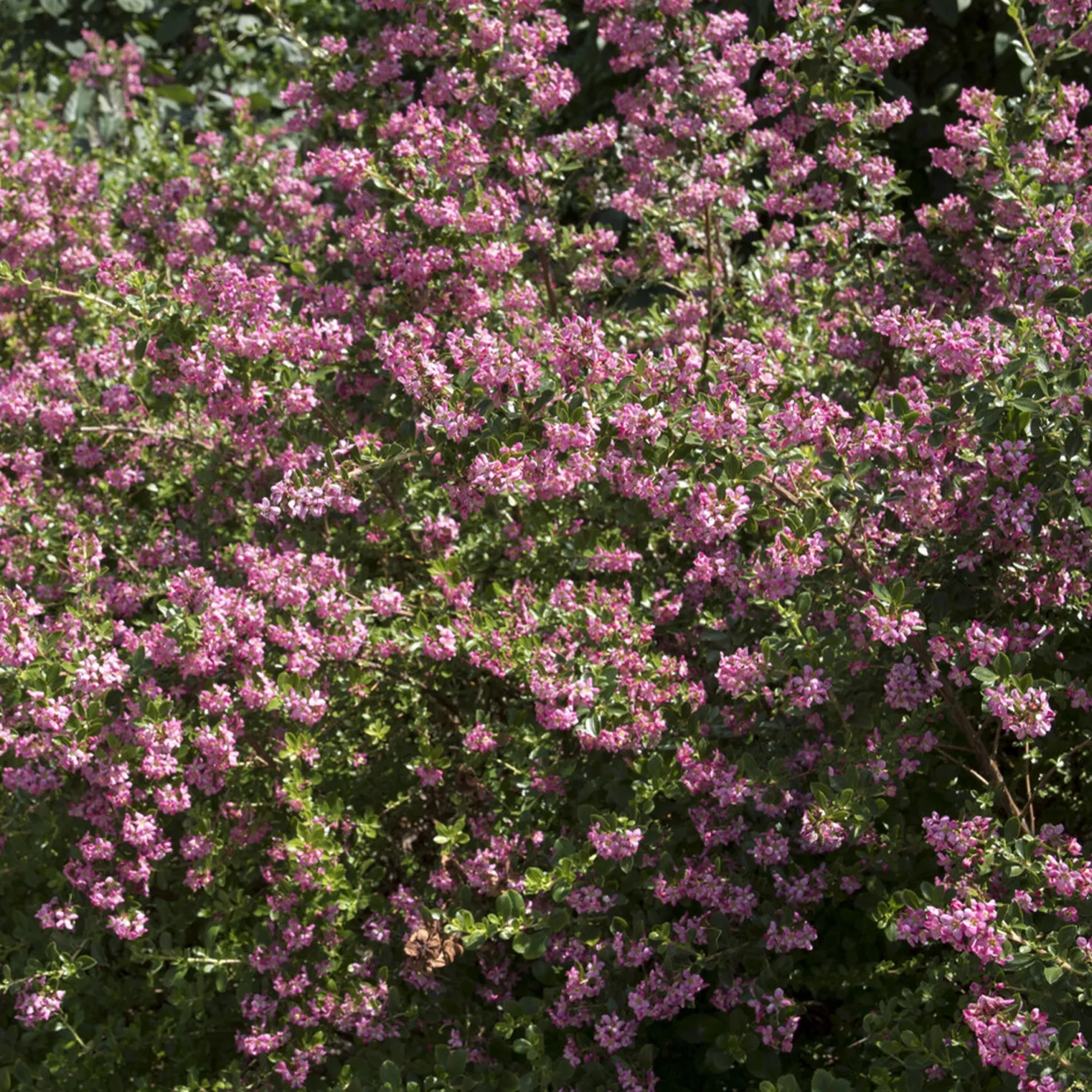 Escallonia Donard Seedling - Blühende Hecke ohne Aufwand