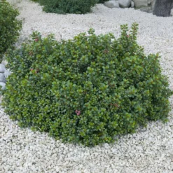 Escallonia Red Dream - Rot blüht bis in den Herbst