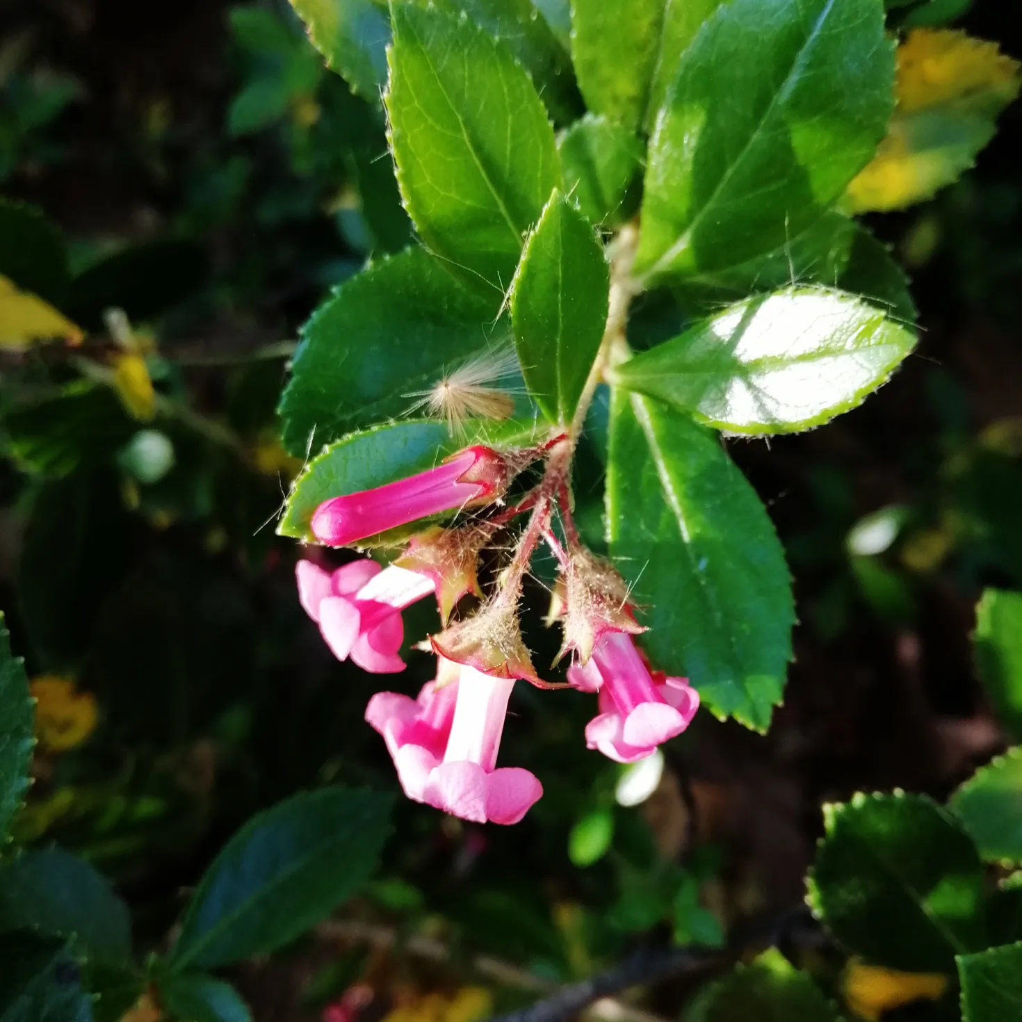 Escallonia rubra ‘Macrantha’ - Meerbrise? Kein Problem