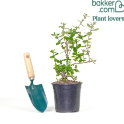 Escallonia rubra ‘Macrantha’ - Meerbrise? Kein Problem