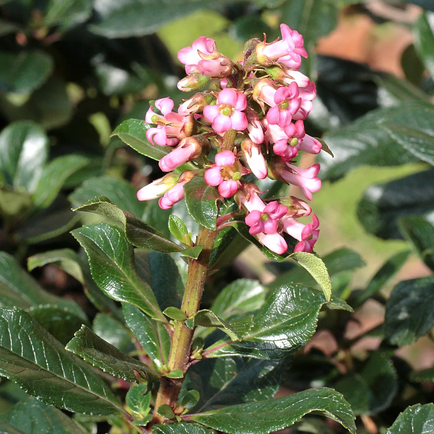 Escallonia rubra ‘Macrantha’ - Meerbrise? Kein Problem
