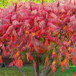 Essigbaum - Feuerrotes Laub im Herbst