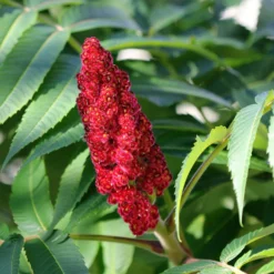 Essigbaum - Feuerrotes Laub im Herbst