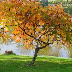 Essigbaum - Feuerrotes Laub im Herbst