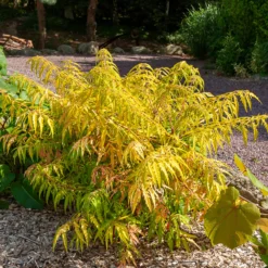 Essigbaum Tiger Eyes - Herbstfeuer für den Garten