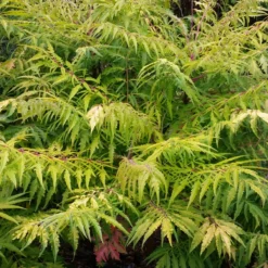 Essigbaum Tiger Eyes - Herbstfeuer für den Garten