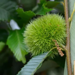 Esskastanie ‘Bouche de Bétizac’ - Große Maronen, wenig Aufwand