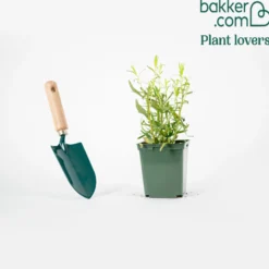 Estragon Pflanze - Frischer Estragon direkt zur Hand