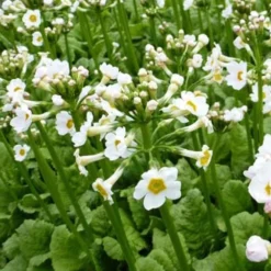 Etagen-Schlüsselblume 'Alba' - Weiße Blüten im Halbschatten