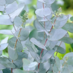 Eukalyptus Baby Blue - Silberblaues Laub sofort