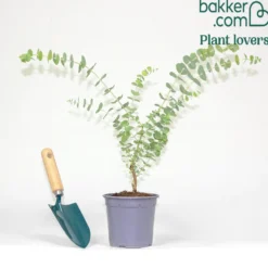 Eukalyptus Baby Blue - Silberblaues Laub sofort