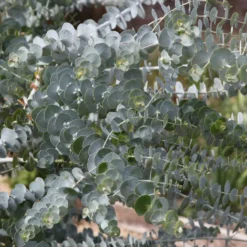 Eukalyptus Baby Blue - Silberblaues Laub sofort