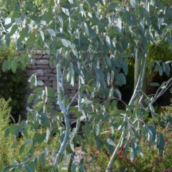 Eukalyptus Blue Ice - Silberblaues Laub, sofort da