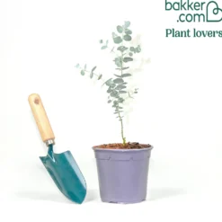 Eukalyptus Blue Ice - Silberblaues Laub, sofort da