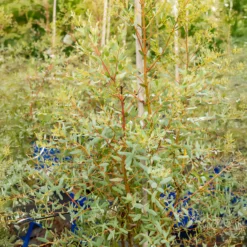 Eukalyptus France Bleu ® Rengun - Blaues Laub das duftet