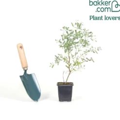 Eukalyptus France Bleu ® Rengun - Blaues Laub das duftet
