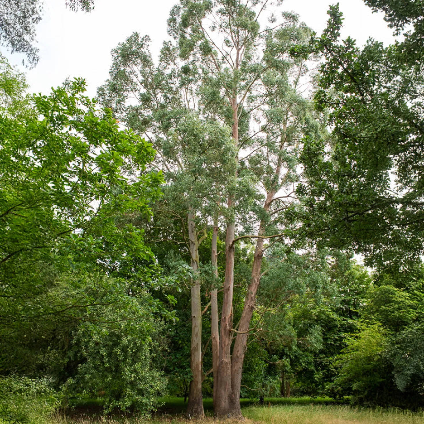 Eukalyptus - Silberblau das ganze Jahr