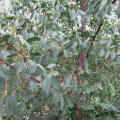 Eukalyptus - Silbriges Laub, sofort Wirkung