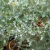 Eukalyptus Silverana - Silbriges Laub das duftet