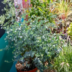 Eukalyptus Silverana - Silbriges Laub das duftet
