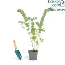 Eukalyptus Silver Dollar - Silberlaub das sofort begeistert