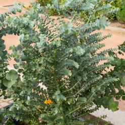 Eukalyptus Silver Dollar - Silberlaub das sofort begeistert