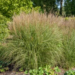 Eulalie Kleine Silberspinne Chinaschilf - Silbriges Ziergras, pur Effekt