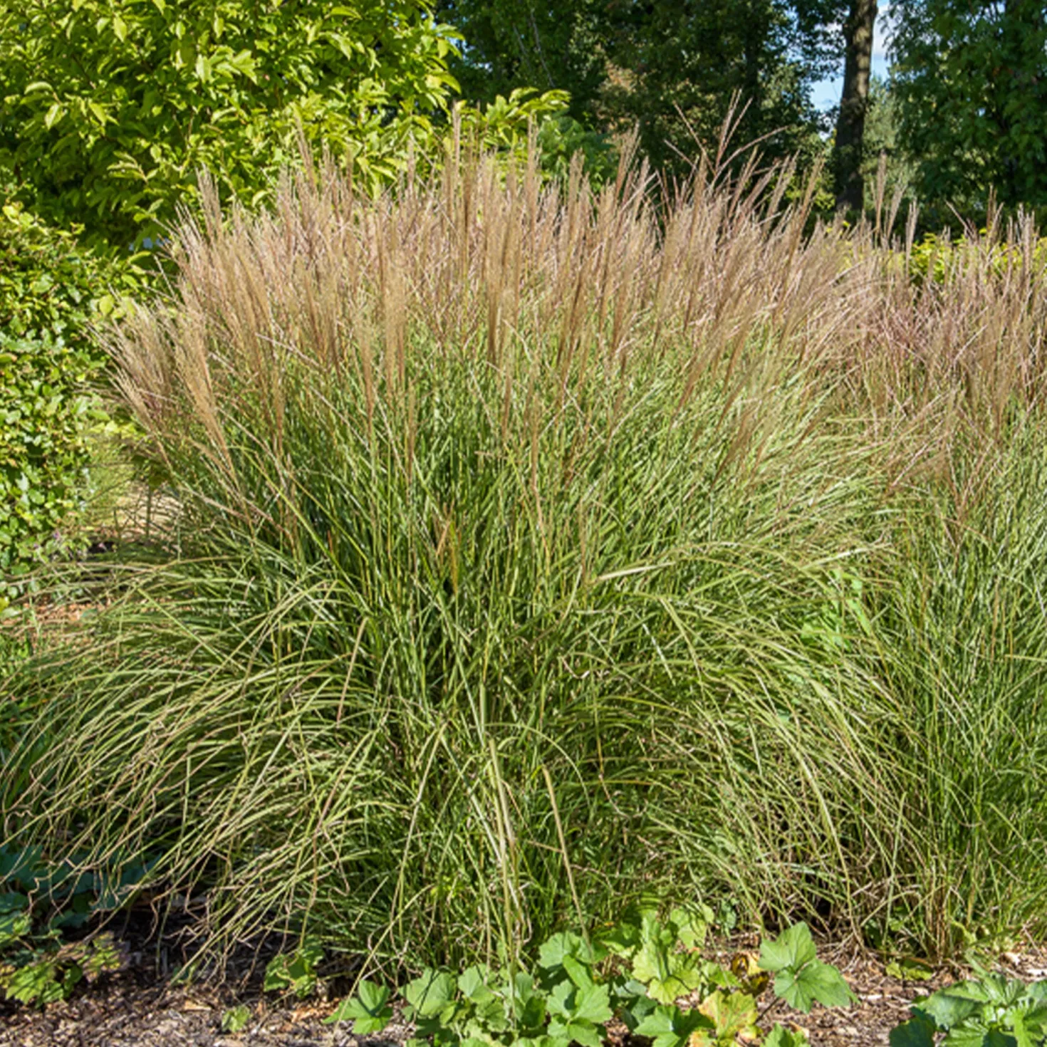 Eulalie Kleine Silberspinne Chinaschilf - Silbriges Ziergras, pur Effekt