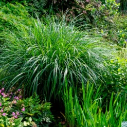Eulalie Kleine Silberspinne Chinaschilf - Silbriges Ziergras, pur Effekt