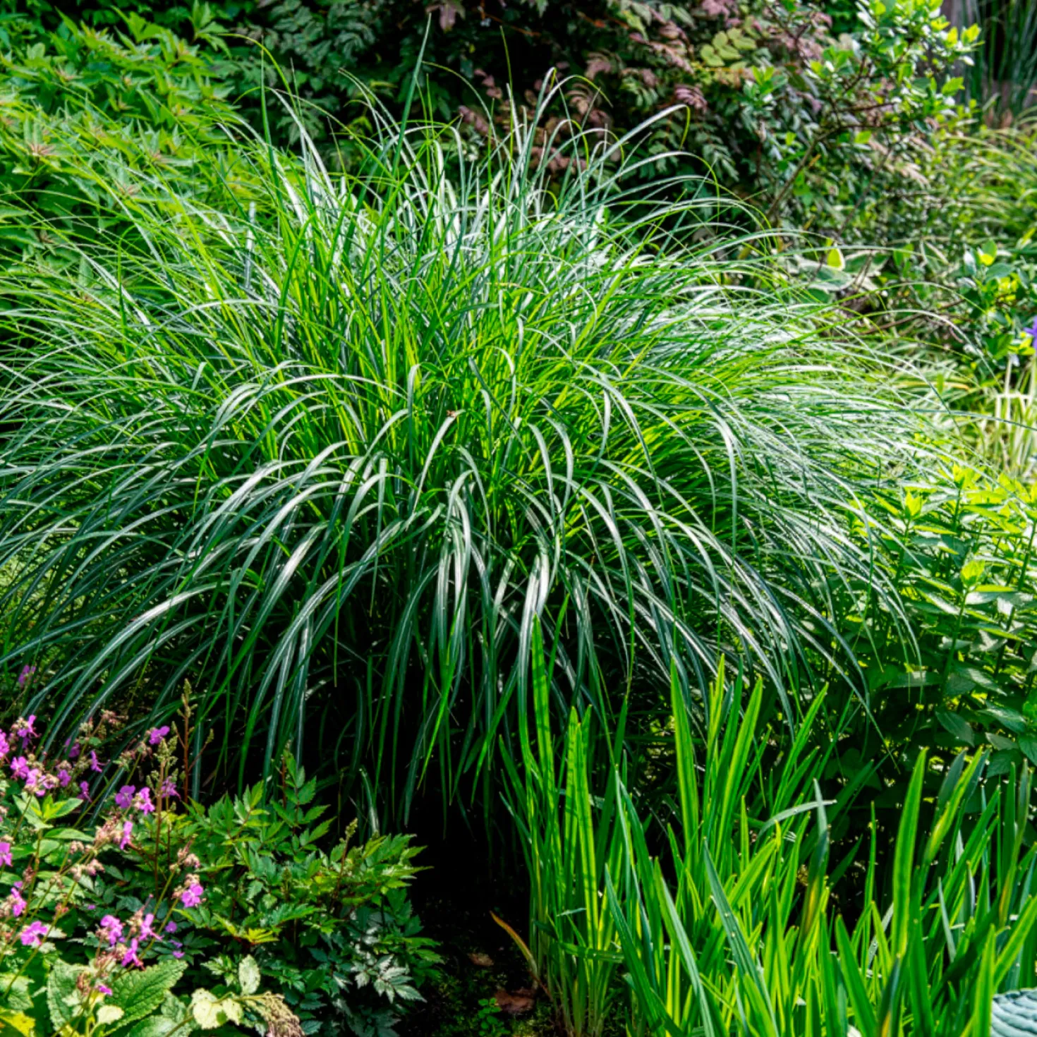 Eulalie Kleine Silberspinne Chinaschilf - Silbriges Ziergras, pur Effekt