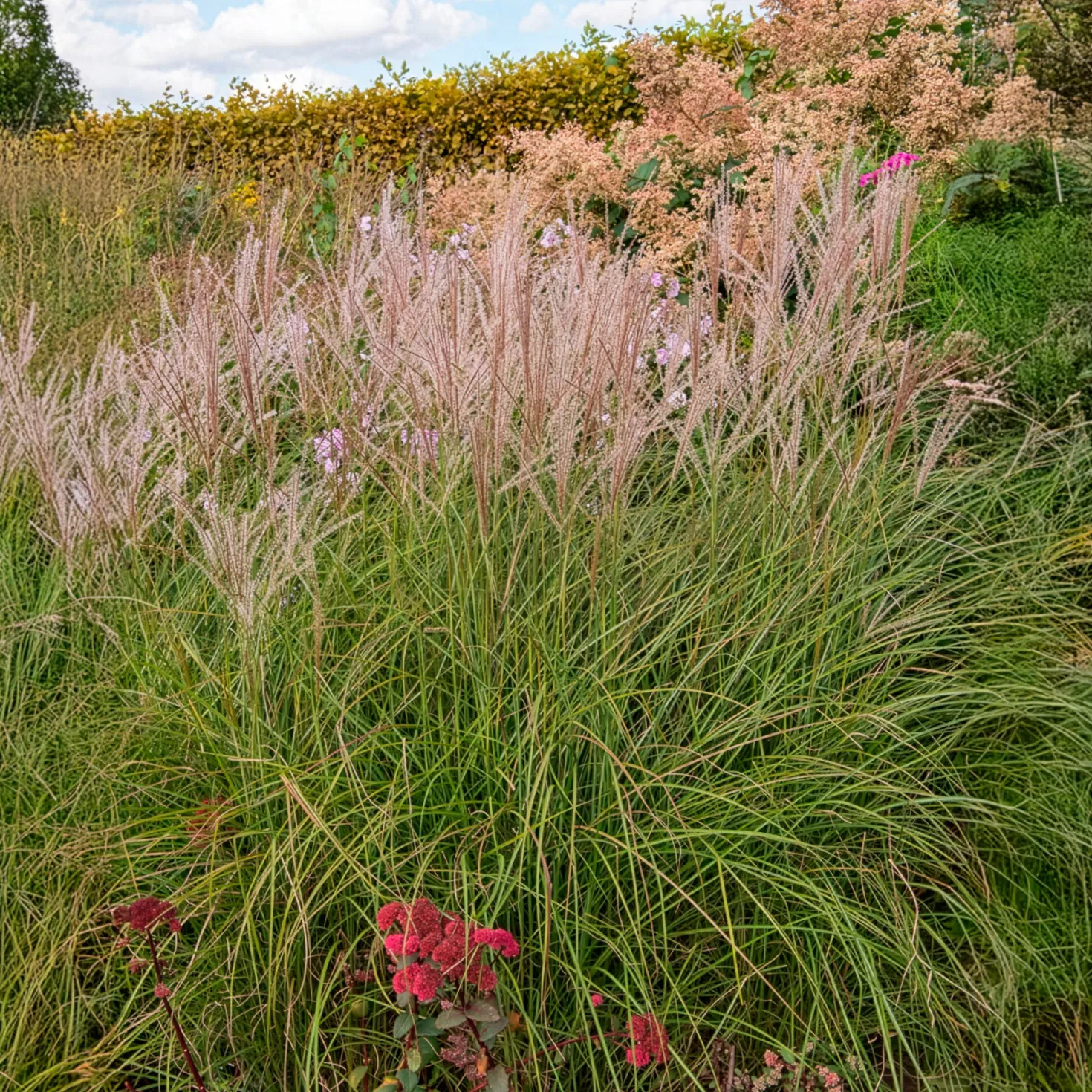 Eulalie Kleine Silberspinne Chinaschilf - Silbriges Ziergras, pur Effekt