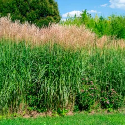 Eulalie Silberfeder Chinaschilf - Sichtschutz mit Silberglanz