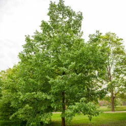 Europäische Hopfenbuche - Robuste Hecke, leicht gepflanzt