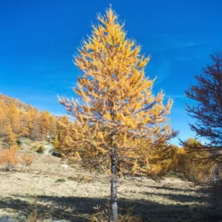 Europäische Lärche - Goldgelb im Herbst